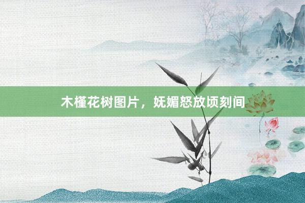 木槿花树图片，妩媚怒放顷刻间