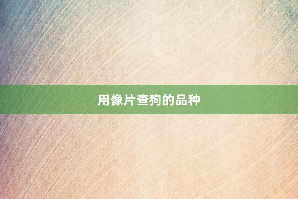 用像片查狗的品种